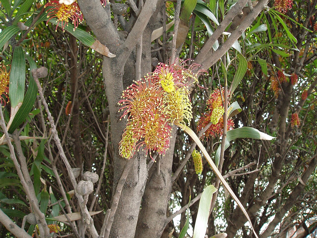 Hakea archaeoides (Hakea archaeoides)