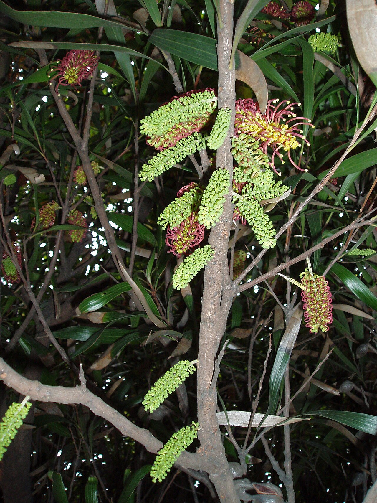 Hakea archaeoides (Hakea archaeoides)