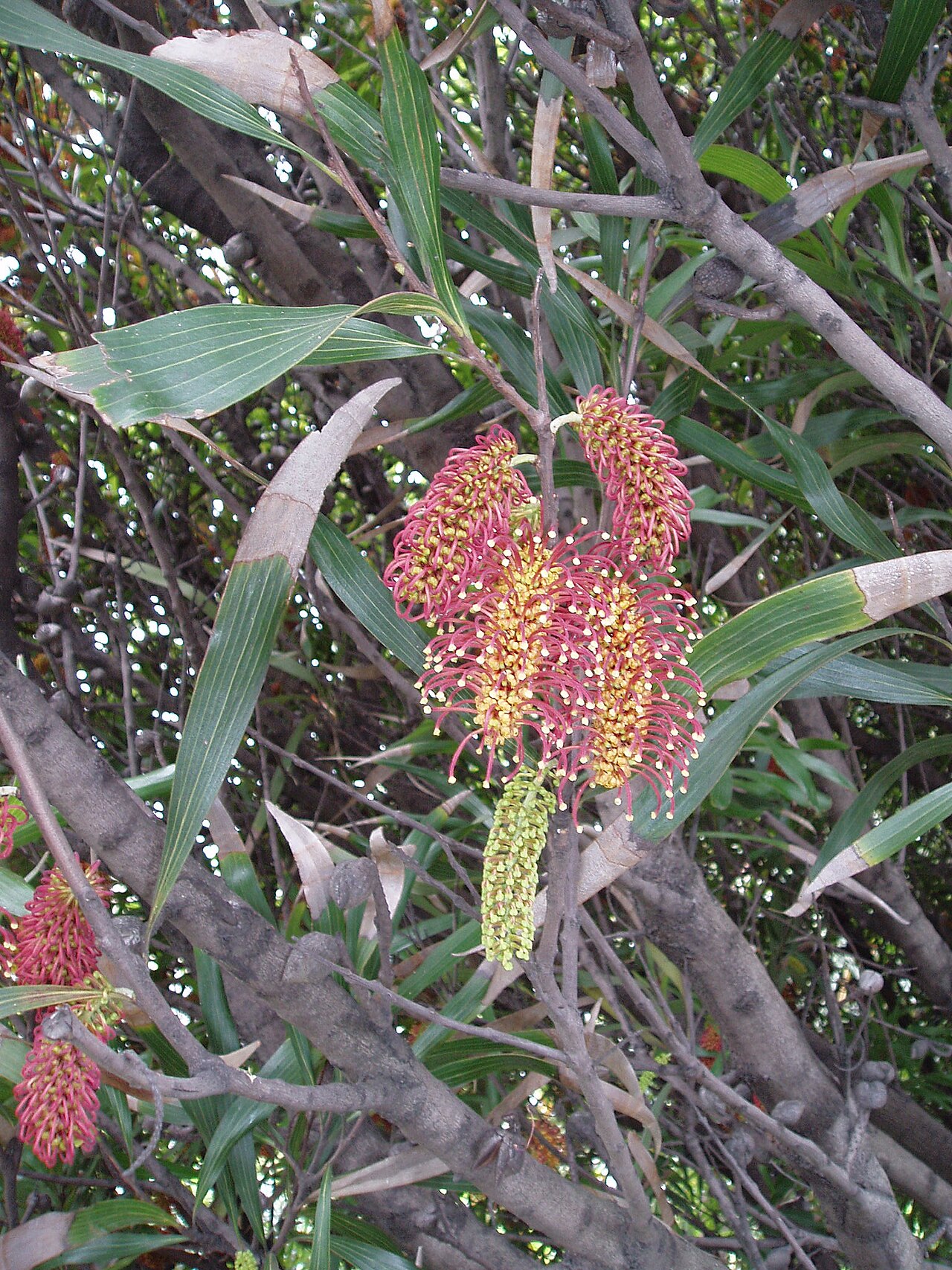 Hakea archaeoides (Hakea archaeoides)