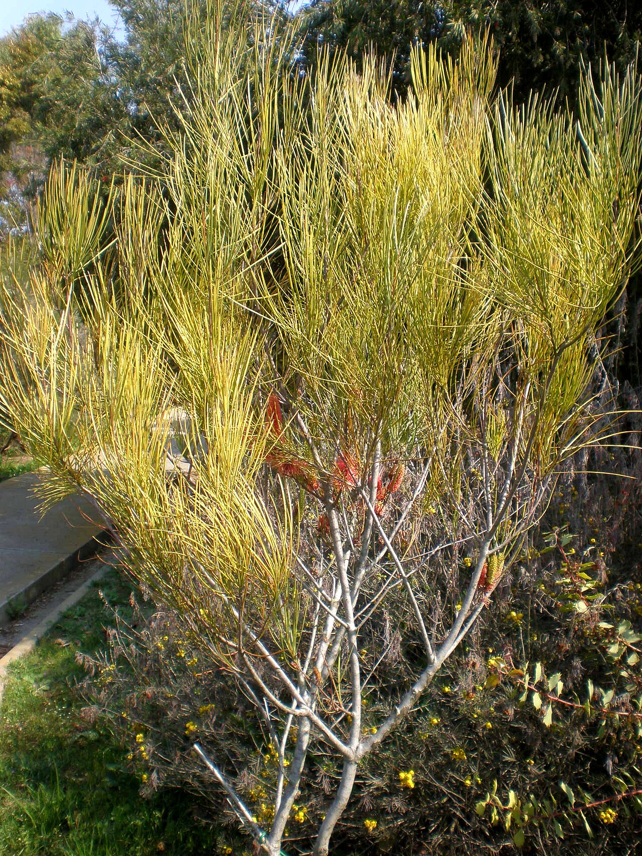 Hakea bucculenta: Jardín Botánico de Barcelona.