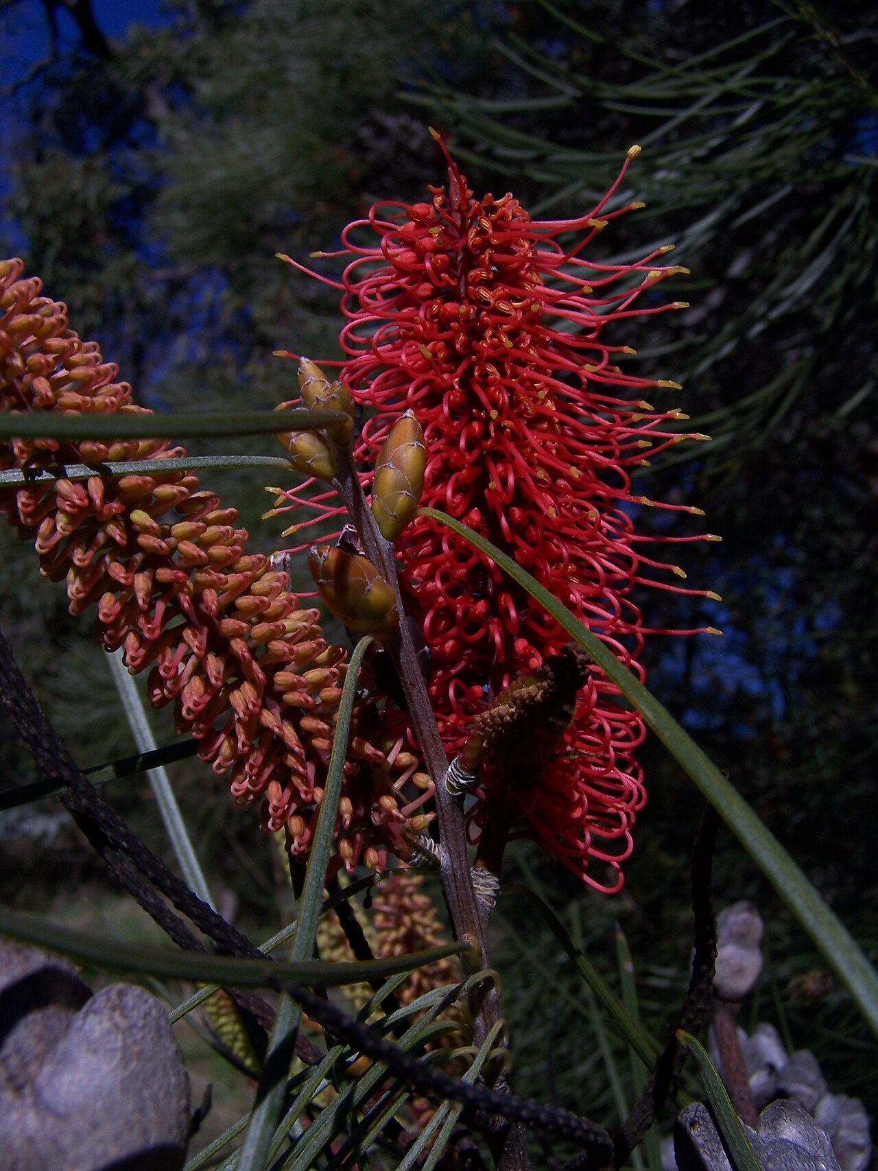 Hakea bucculenta: Hakea bucculenta, Red Pokers growing naturally in Kings Park