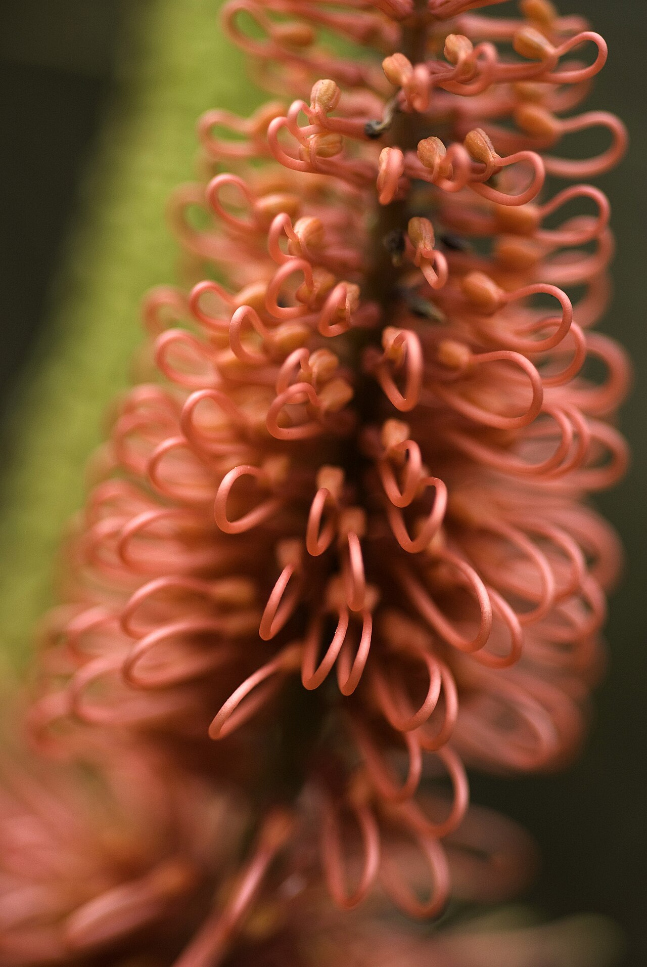 Hakea bucculenta: Flower of Hakea bucculenta
