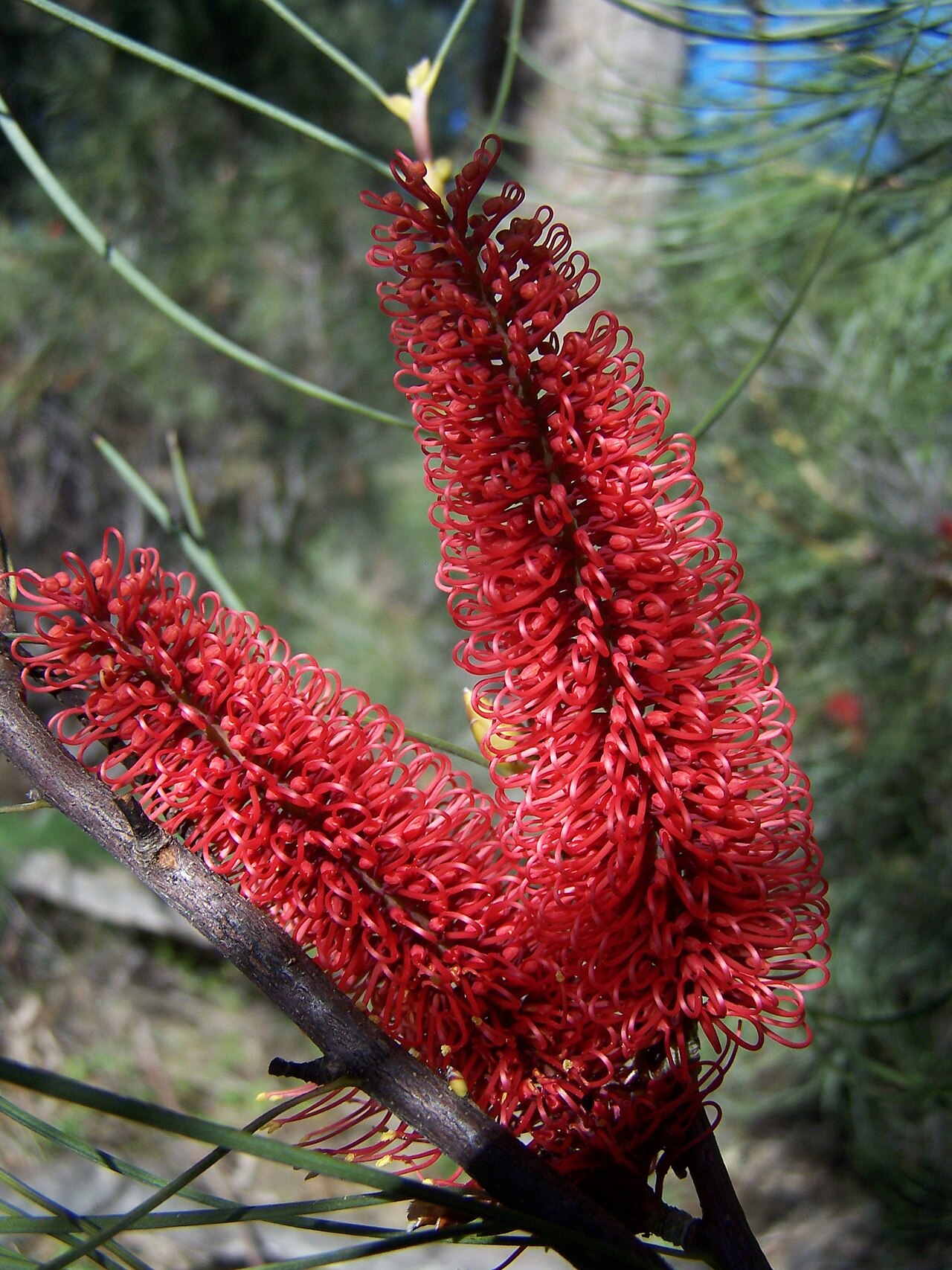 Hakea bucculenta: Hakea bucculenta, Red Pokers growing naturally in Kings Park