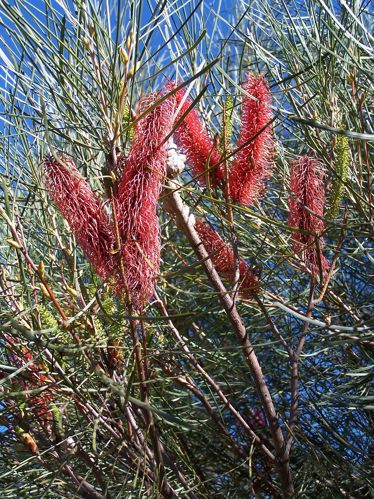 Hakea bucculenta: Hakea bucculenta, Red Pokers growing naturally in Kings Park
