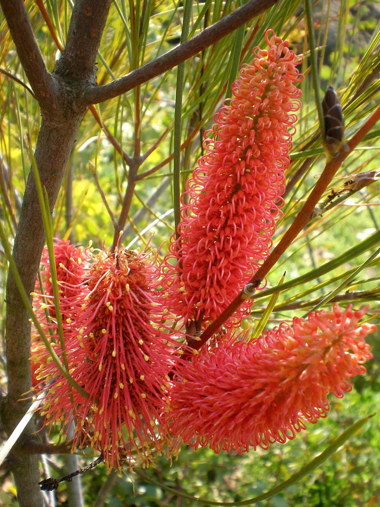 Hakea bucculenta: Jardín Botánico de Barcelona.