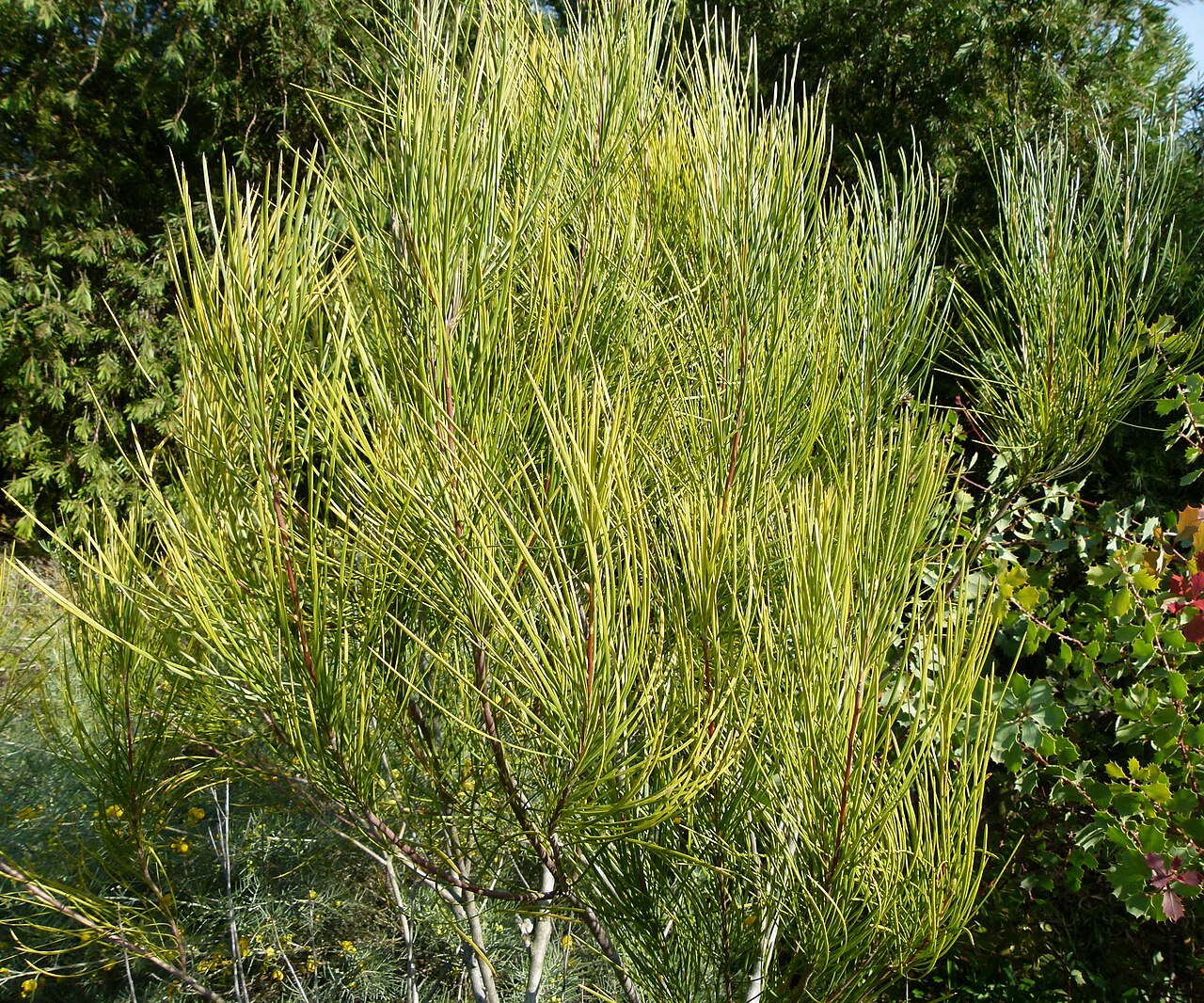 Hakea bucculenta: Jardin botanique de Barcelone