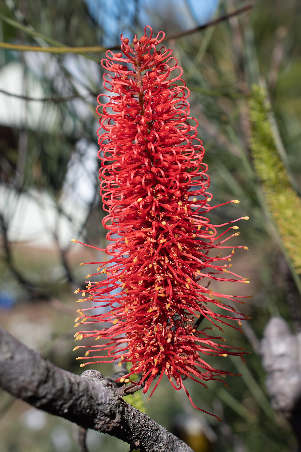 Hakea bucculenta: A close up of a Hakea bucculenta inflorescence at the Illawarra Grevillea Park. This plant has been grafted onto a rootstock to allow it to successfully grow in