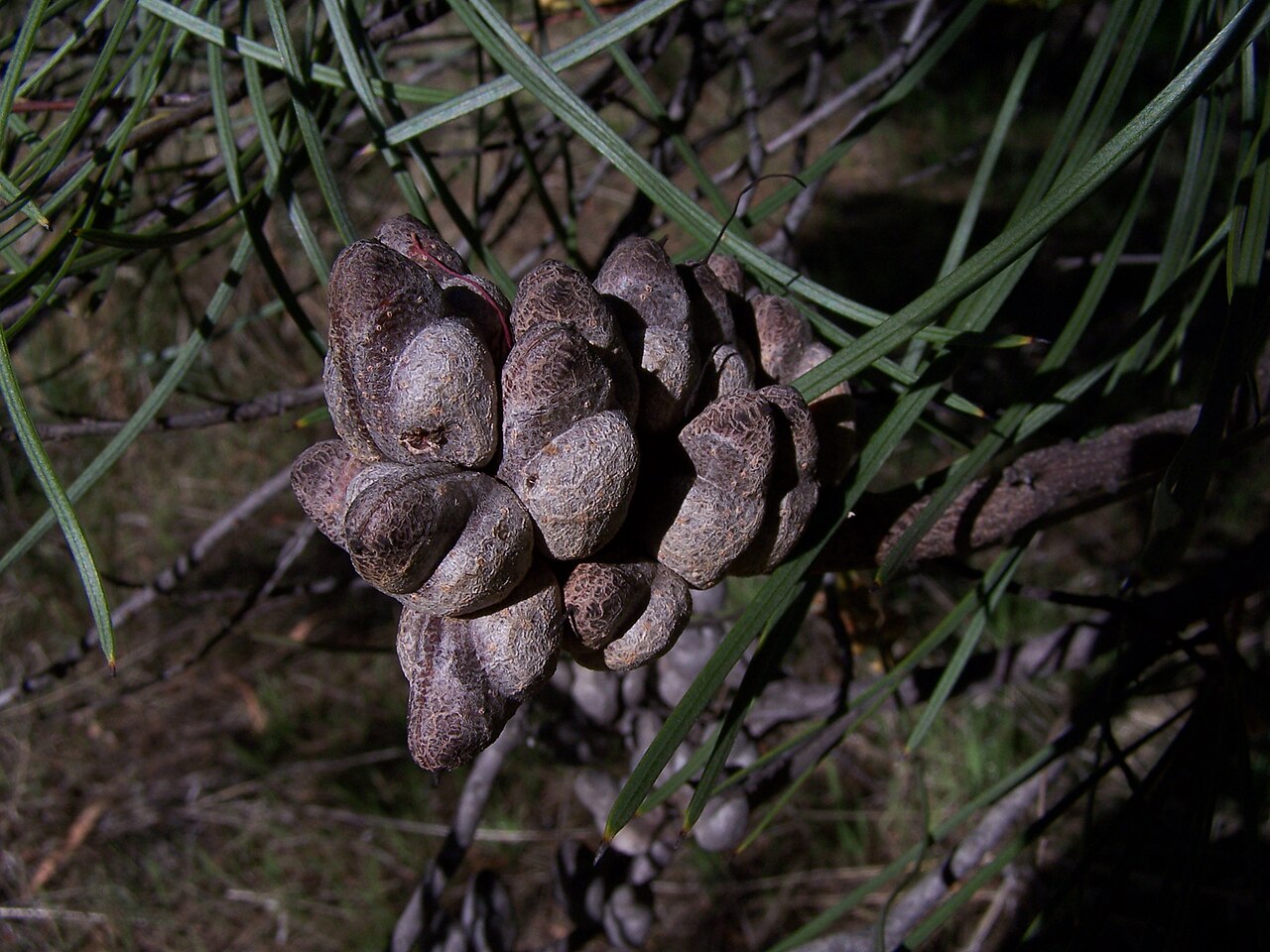 Hakea bucculenta: Hakea bucculenta, Red Pokers fruit(seed pod) growing naturally in Kings Park