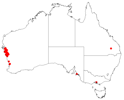 Hakea bucculenta: Hakea bucculenta Occurrence data downloaded from Australasian Virtual Herbarium on 22 November 2018 using https://doi.org/10.26197/5bf641ef8f684