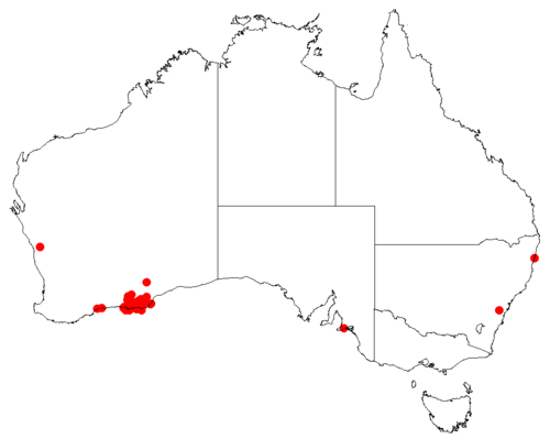 Hakea clavata: Hakea clavata Occurrence data downloaded from Australasian Virtual Herbarium on 22 November 2018 using https://doi.org/10.26197/5bf641ef8f684