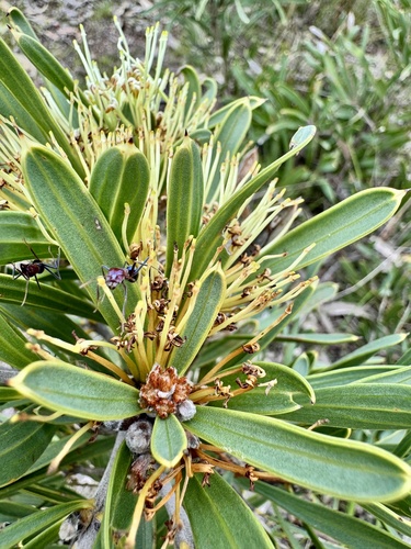 Hakea corymbosa (Hakea corymbosa)
