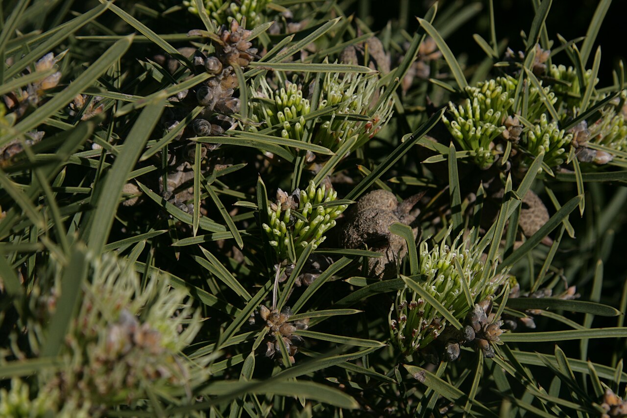 Hakea corymbosa: Hakea corymbosa (fruit and flwrs) Royal Botanic Gardens, Cranbourne