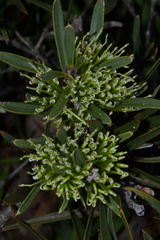 Hakea corymbosa (Hakea corymbosa)