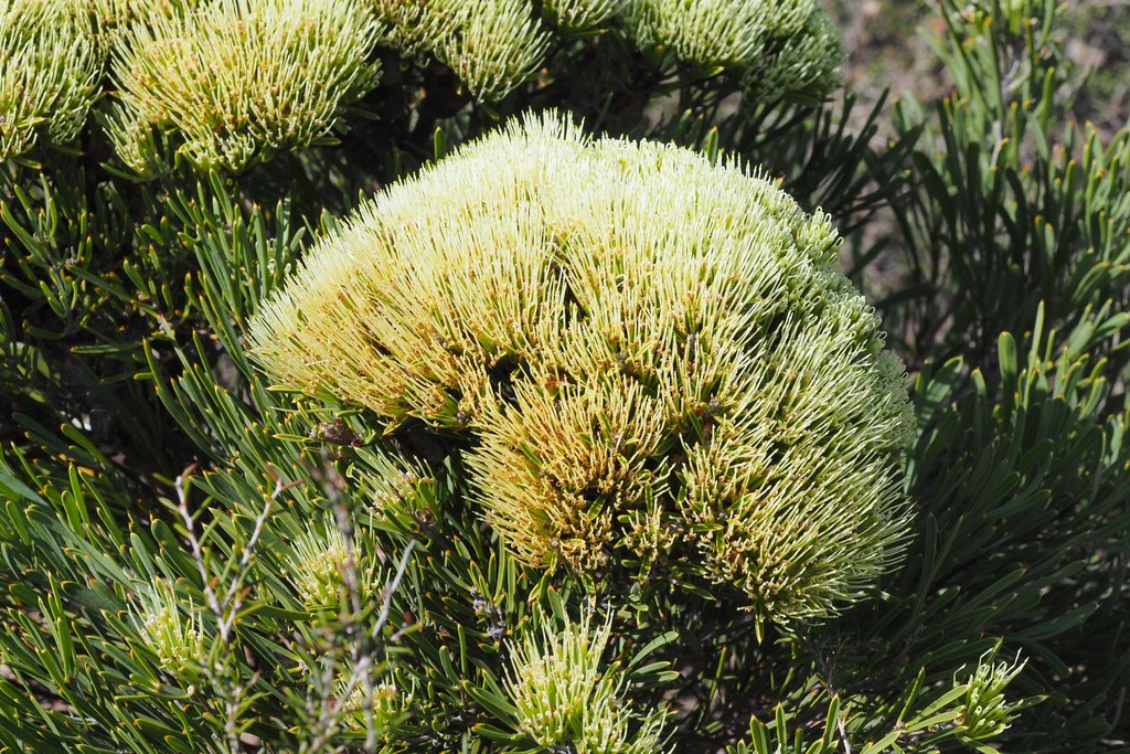 Hakea corymbosa (Hakea corymbosa)