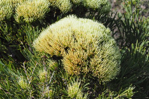 Hakea corymbosa (Hakea corymbosa)