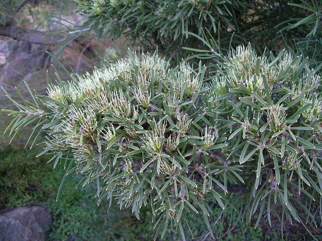 Hakea corymbosa (Hakea corymbosa)