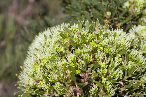 Hakea corymbosa (Hakea corymbosa)