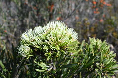 Hakea corymbosa (Hakea corymbosa)
