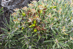 Hakea corymbosa (Hakea corymbosa)