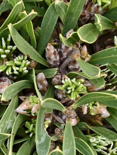 Hakea corymbosa (Hakea corymbosa)