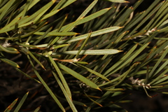 Hakea corymbosa (Hakea corymbosa)