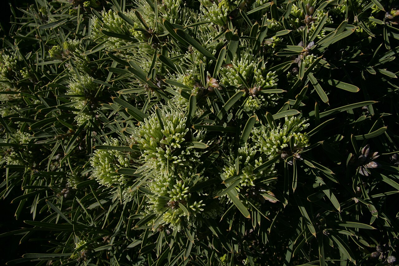 Hakea corymbosa: Hakea corymbosa (flwrs) Royal Botanic Gardens, Cranbourne