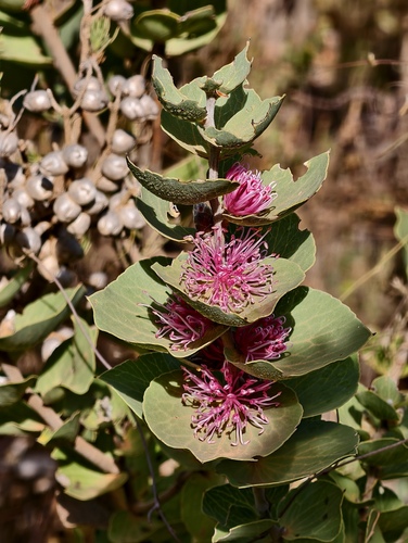 Hakea cucullata (Hakea cucullata)