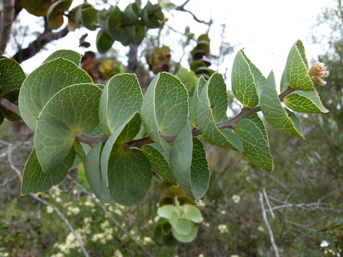 Hakea cucullata (Hakea cucullata)