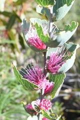 Hakea cucullata (Hakea cucullata)