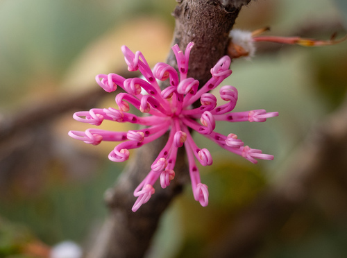 Hakea cucullata (Hakea cucullata)