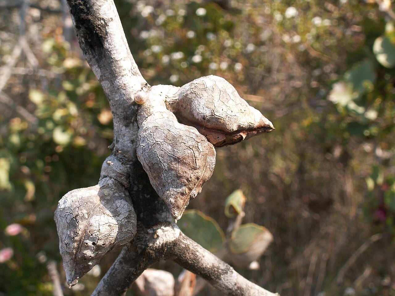 Hakea cucullata: Hakea cucullata (fruit) in Waychinicup National Park