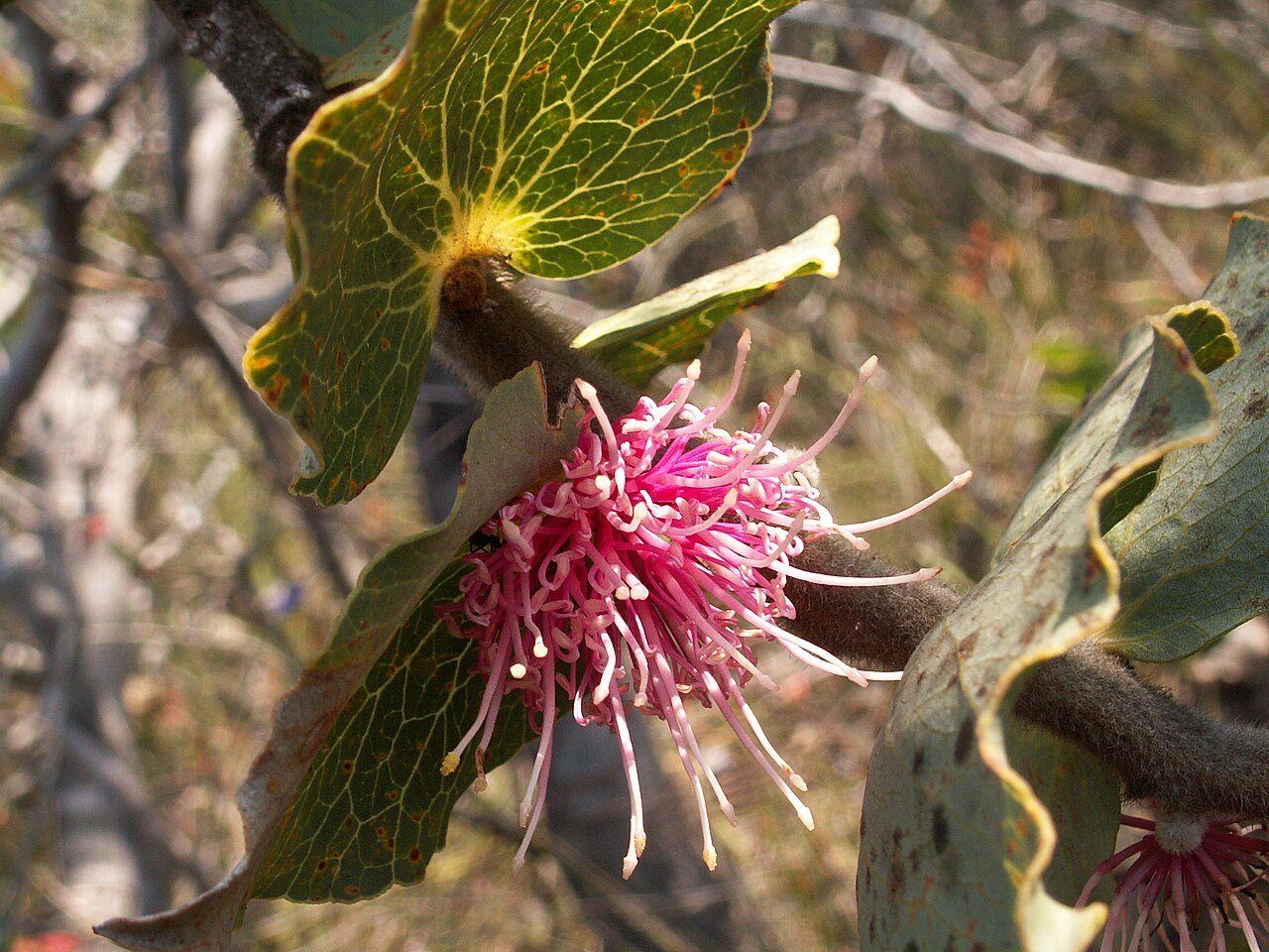 Hakea cucullata: Hakea cucullata flowers in Waychinicup National Park
