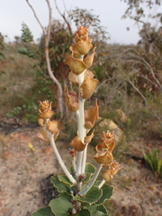 Hakea cucullata (Hakea cucullata)