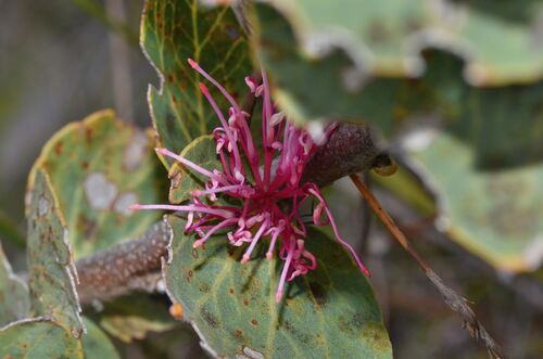 Hakea cucullata (Hakea cucullata)