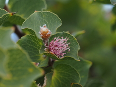 Hakea cucullata (Hakea cucullata)