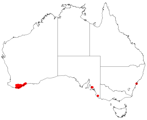 Hakea cucullata: Hakea cucullata Occurrence data downloaded from Australasian Virtual Herbarium on 22 November 2018 using https://doi.org/10.26197/5bf641ef8f684