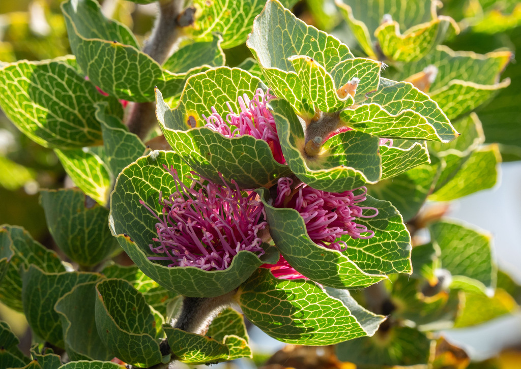 Hakea cucullata (Hakea cucullata)