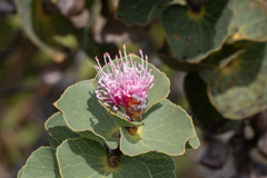 Hakea cucullata (Hakea cucullata)