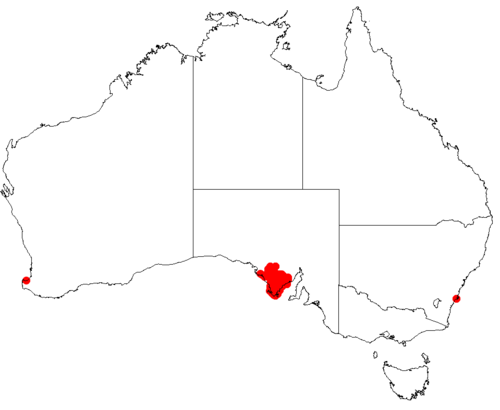 Hakea cycloptera: Hakea cycloptera Occurrence data downloaded from Australasian Virtual Herbarium on 22 November 2018 using https://doi.org/10.26197/5bf641ef8f684