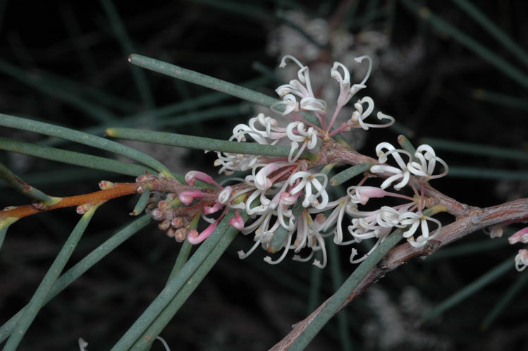 Hakea cycloptera: Hakea cycloptera