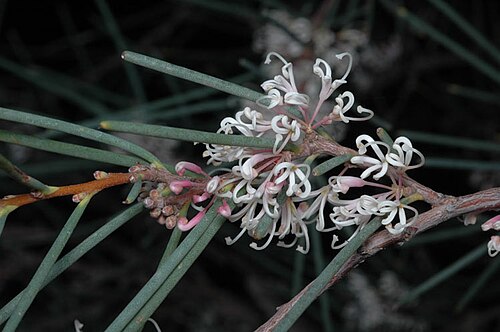 Hakea cycloptera: Hakea cycloptera
