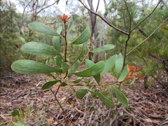 Hakea dactyloides (Hakea dactyloides)