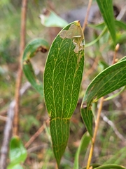 Hakea dactyloides (Hakea dactyloides)