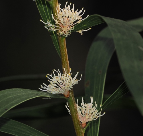 Hakea dactyloides (Hakea dactyloides)
