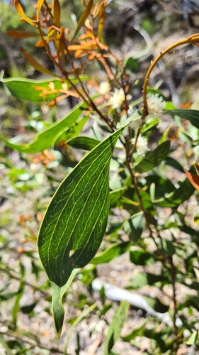 Hakea dactyloides (Hakea dactyloides)