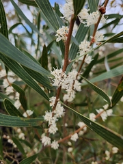Hakea dactyloides (Hakea dactyloides)