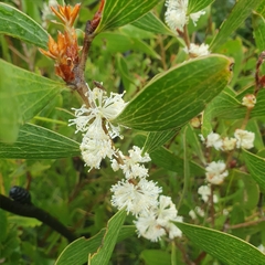 Hakea dactyloides (Hakea dactyloides)