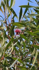 Emu bush (Hakea laurina)