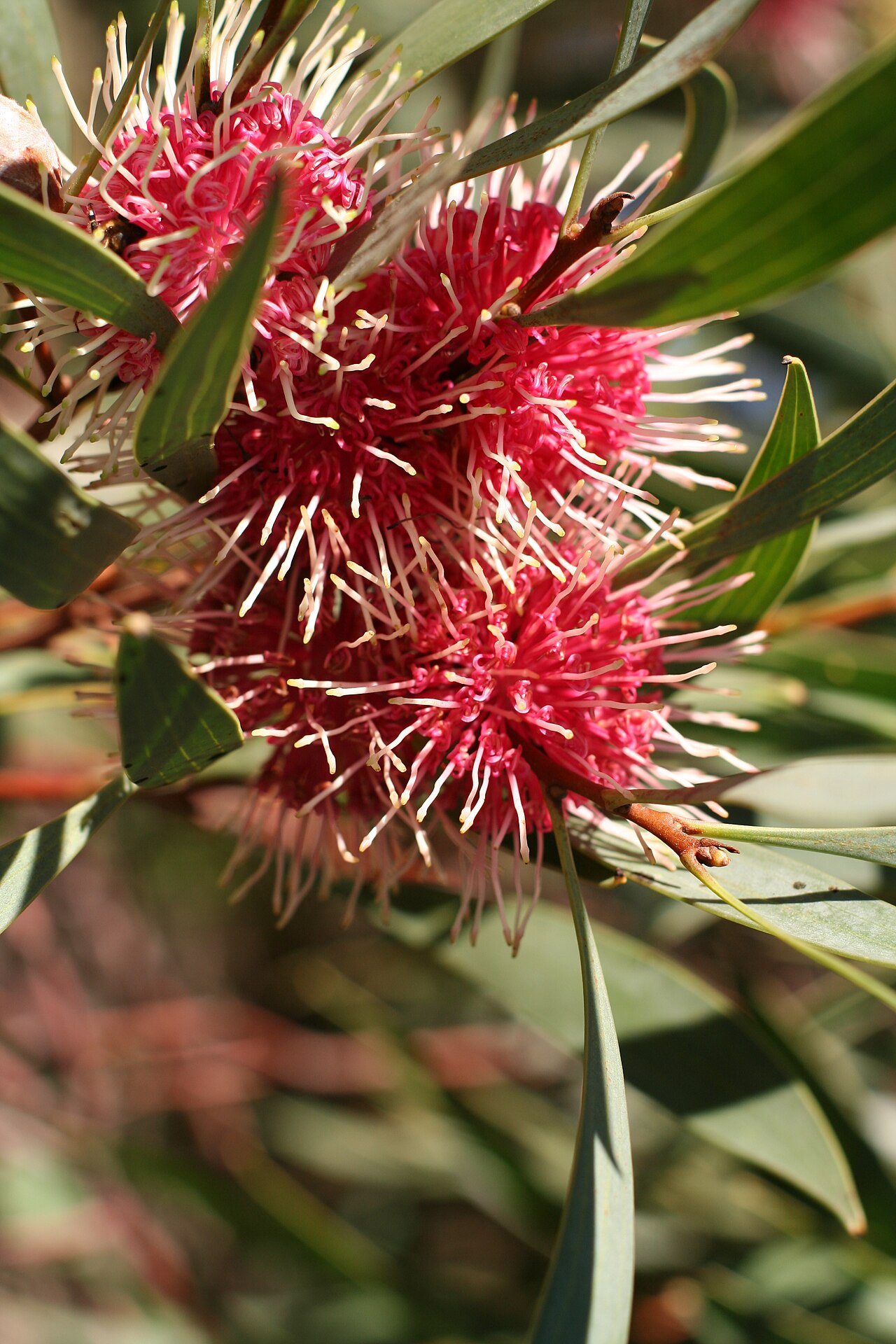 Emu bush: Hakea laurina
