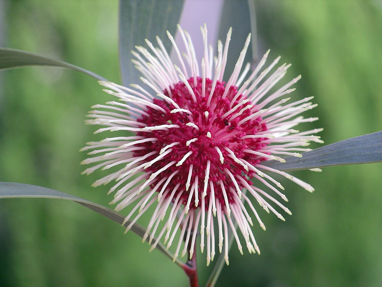 Emu bush: Flower of Hakea laurina (Pincushion Hakea) in Bonbeach, Victoria, Australia